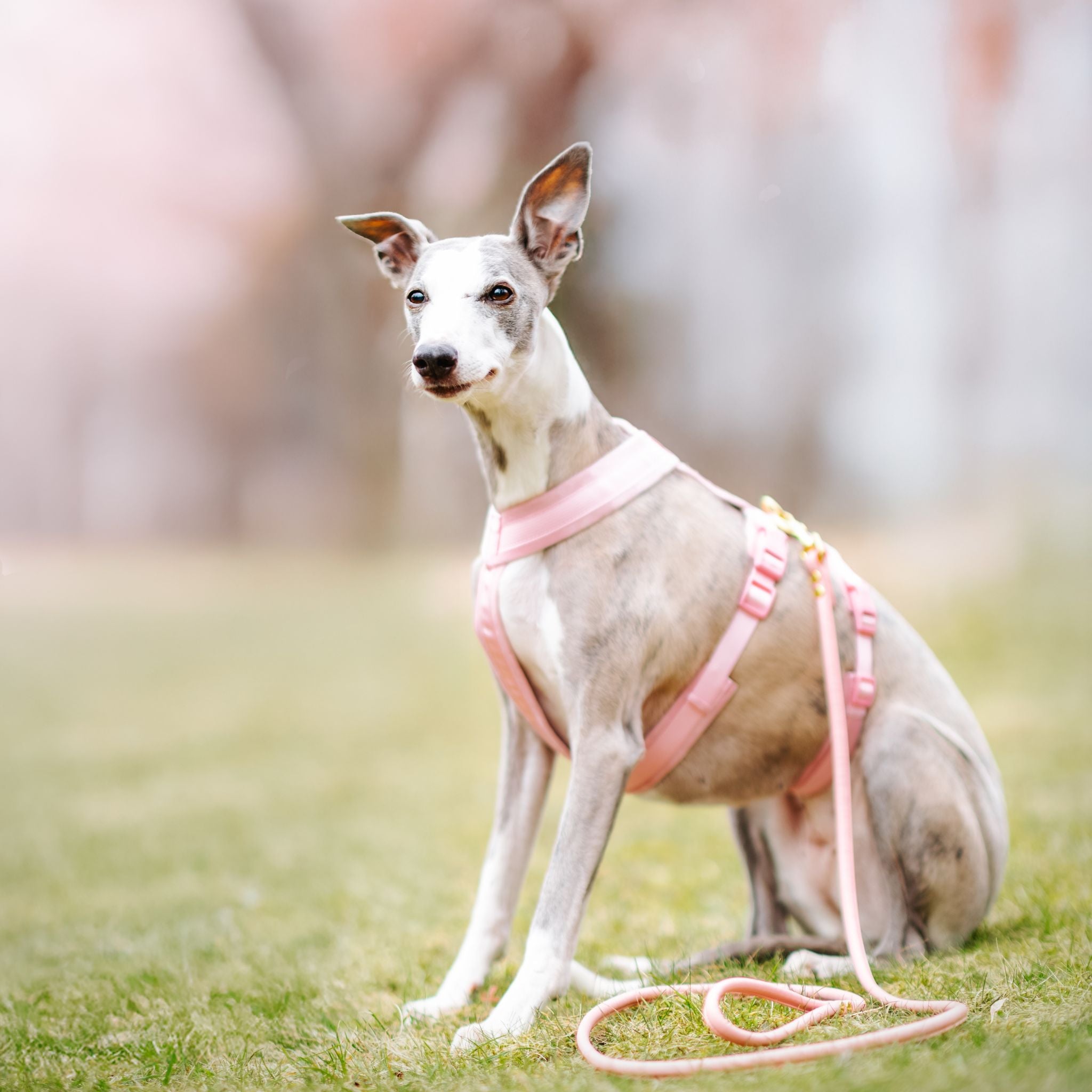Pink Y-Harness