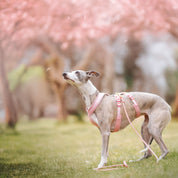 Pink Y-Harness