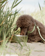 Green Dog Bowl