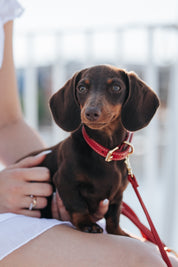 Red Dog Lead