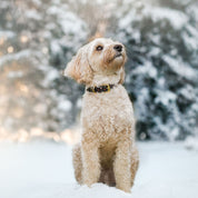 Santa Paws Christmas Dog Collar Thin