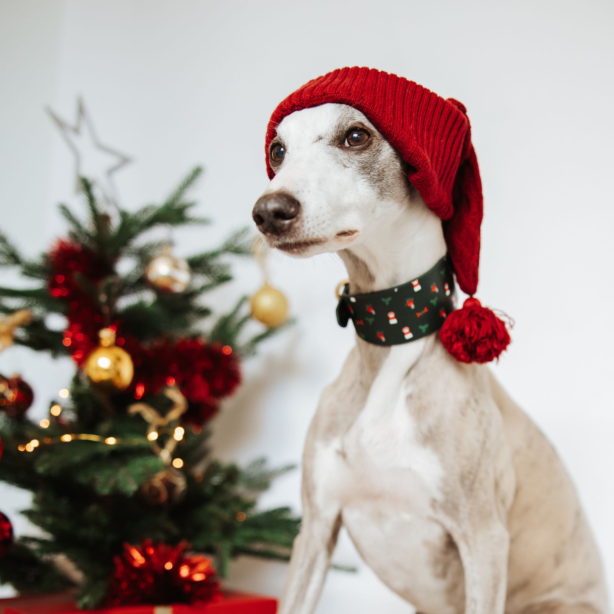 Santa Paws Christmas Dog Collar Wide
