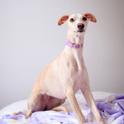 Violet Dog Collar Wide