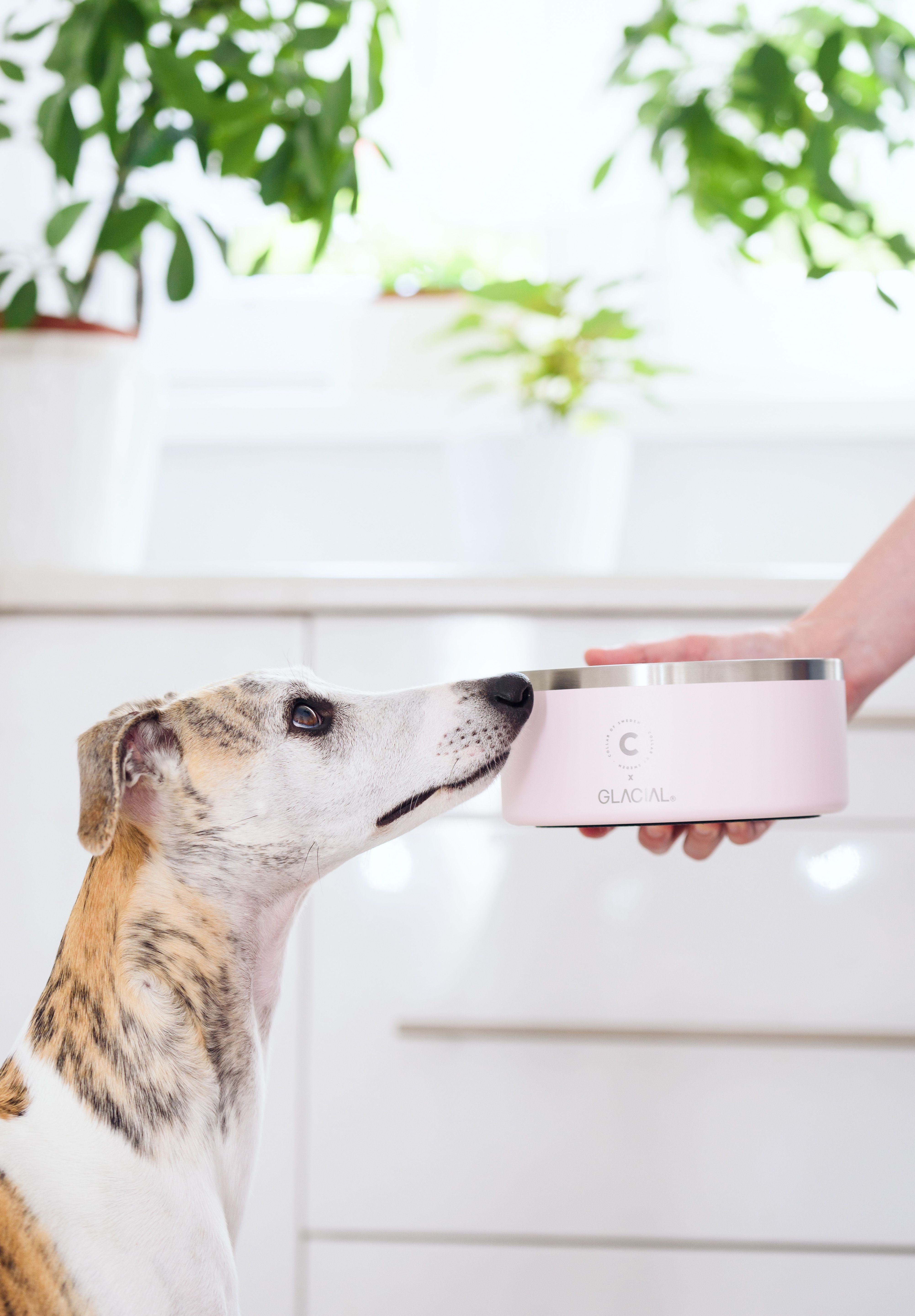Light Pink Dog Bowl