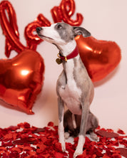 Red Dog Collar Wide