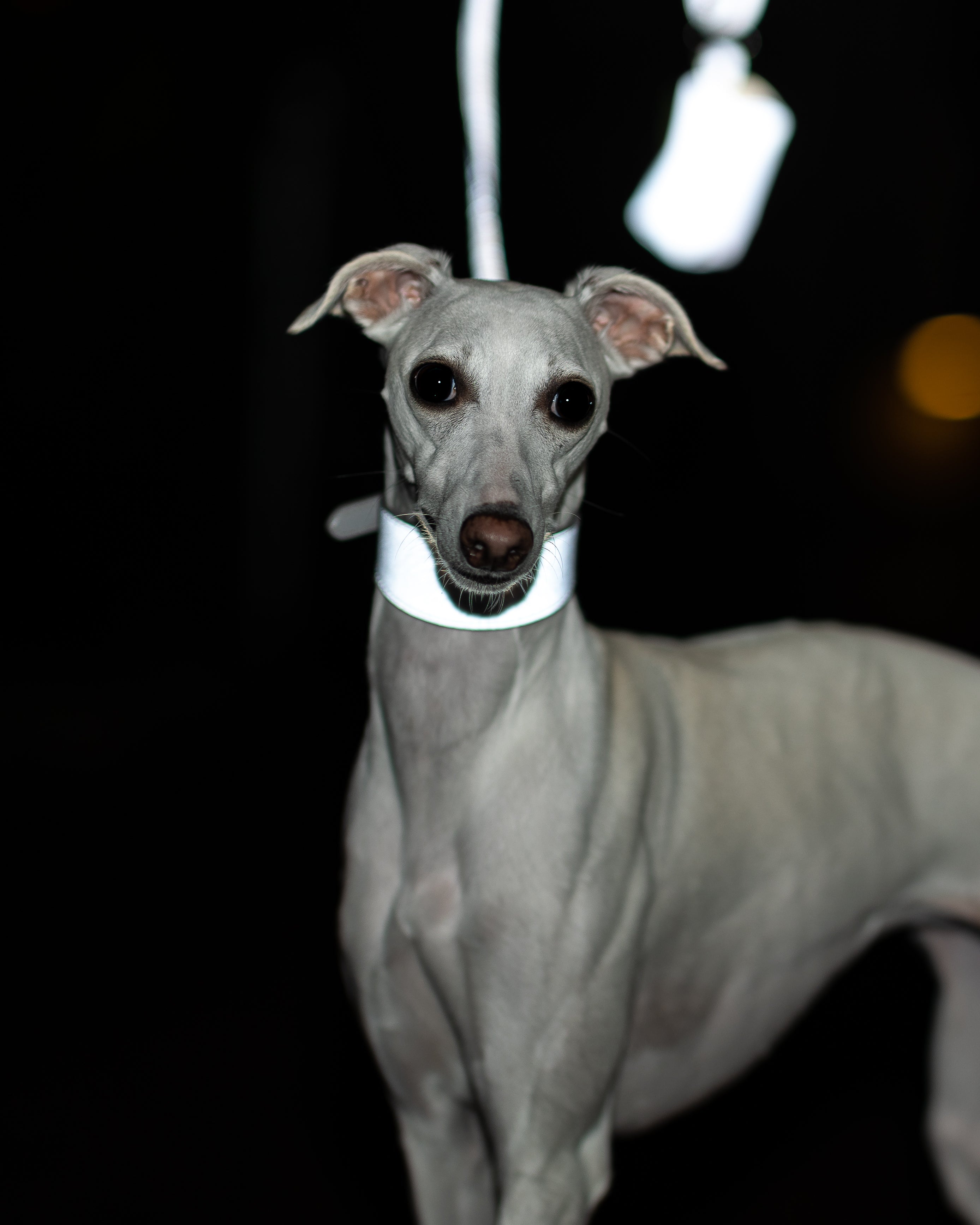Reflective Silver Dog Lead