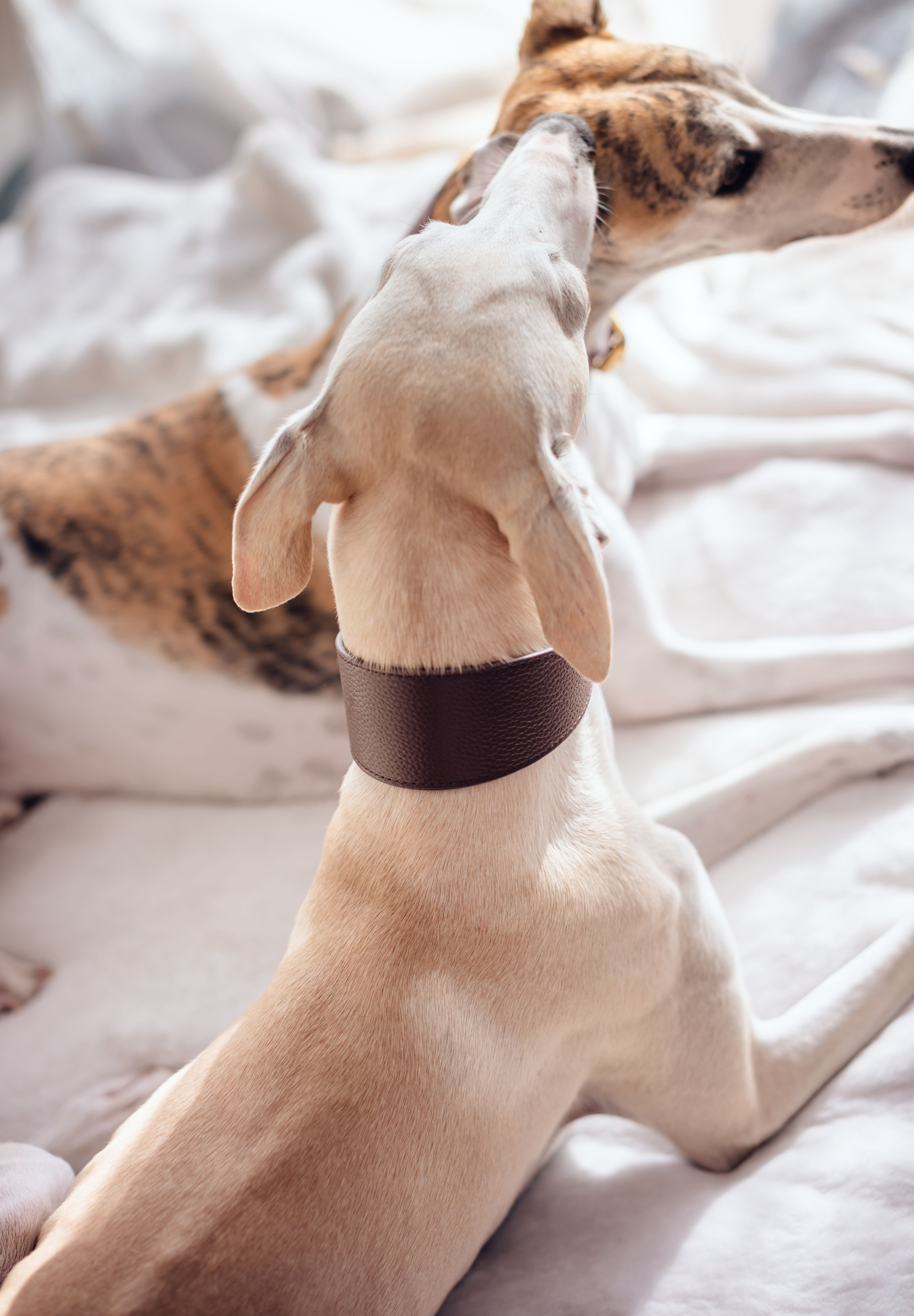 Coffee Brown Dog Collar Wide