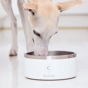 White Dog Bowl