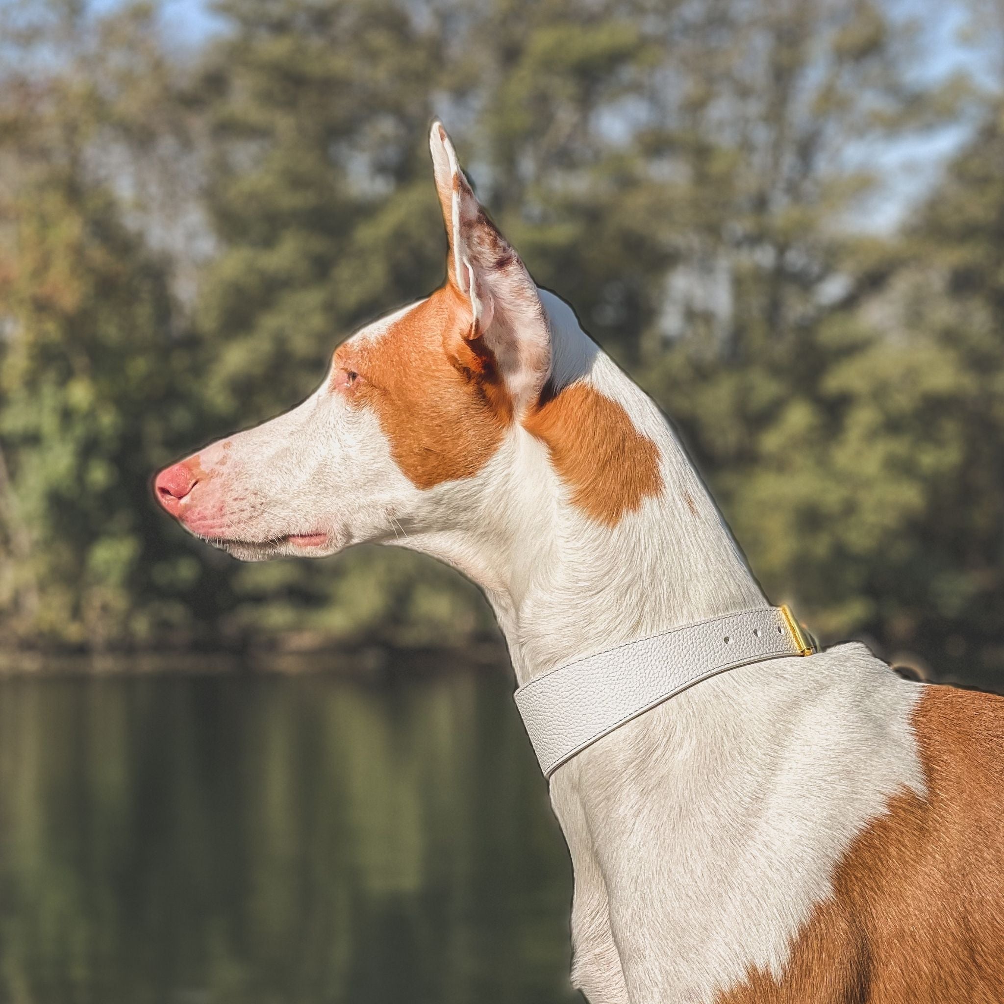 White Dog Collar Thin
