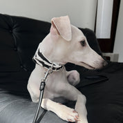 Zebra Dog Collar Wide