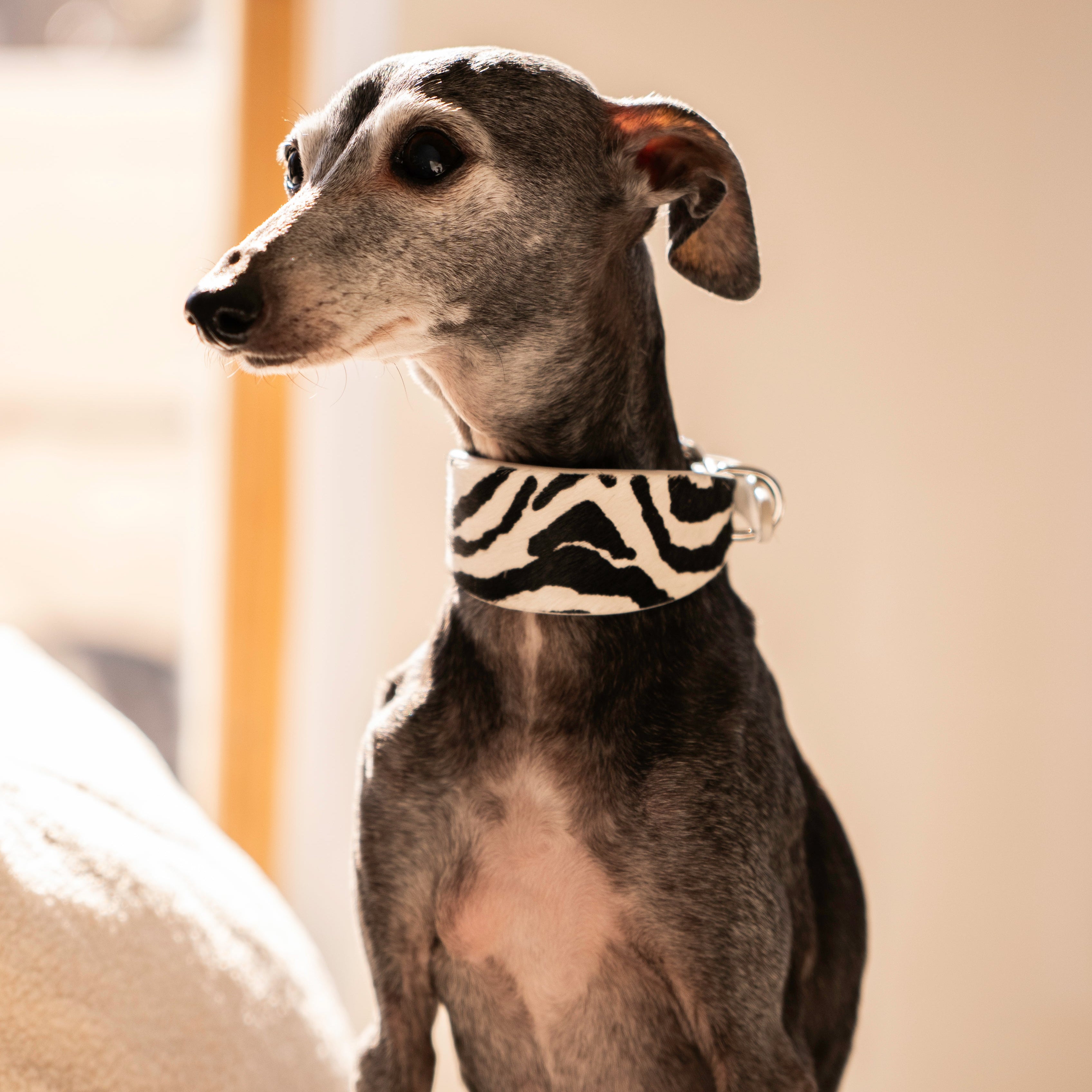Zebra Dog Collar Wide