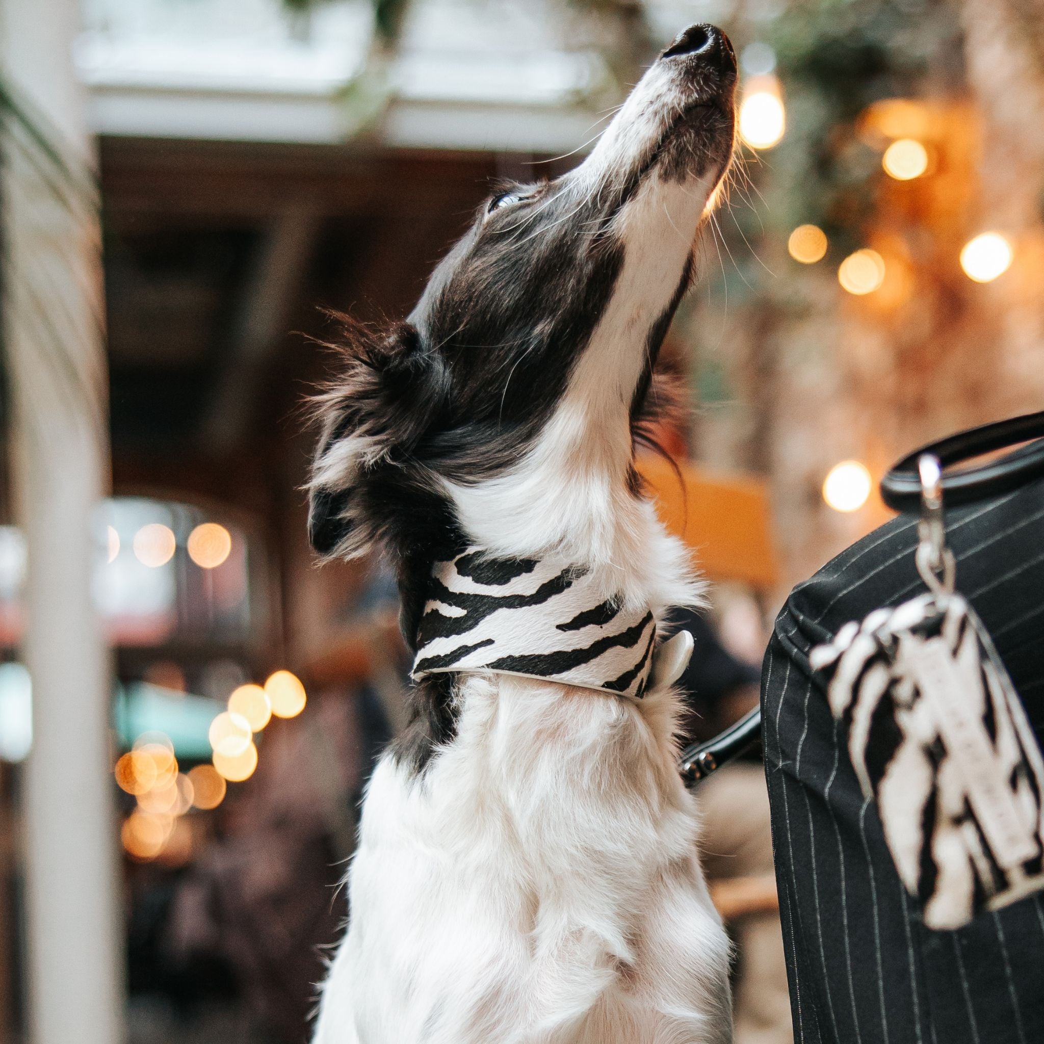 zebra-dog-collar-silkenwindsprite-poop-bag-holder.jpg
